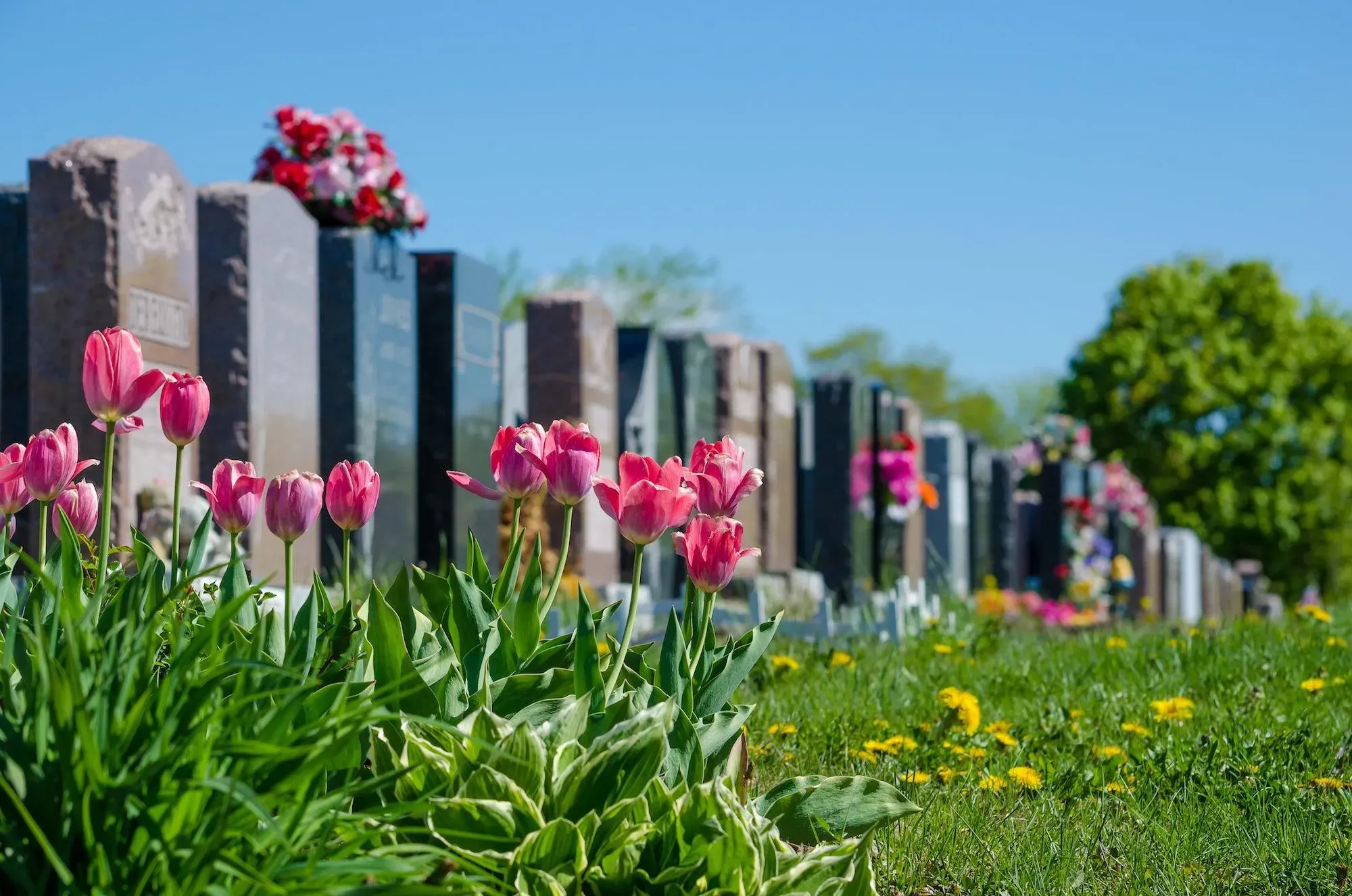 Cimetière avec pierres tombales alignées et tulipes roses au premier plan.